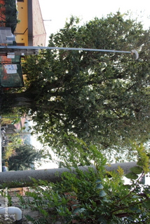 Bagolaro di Zafferana